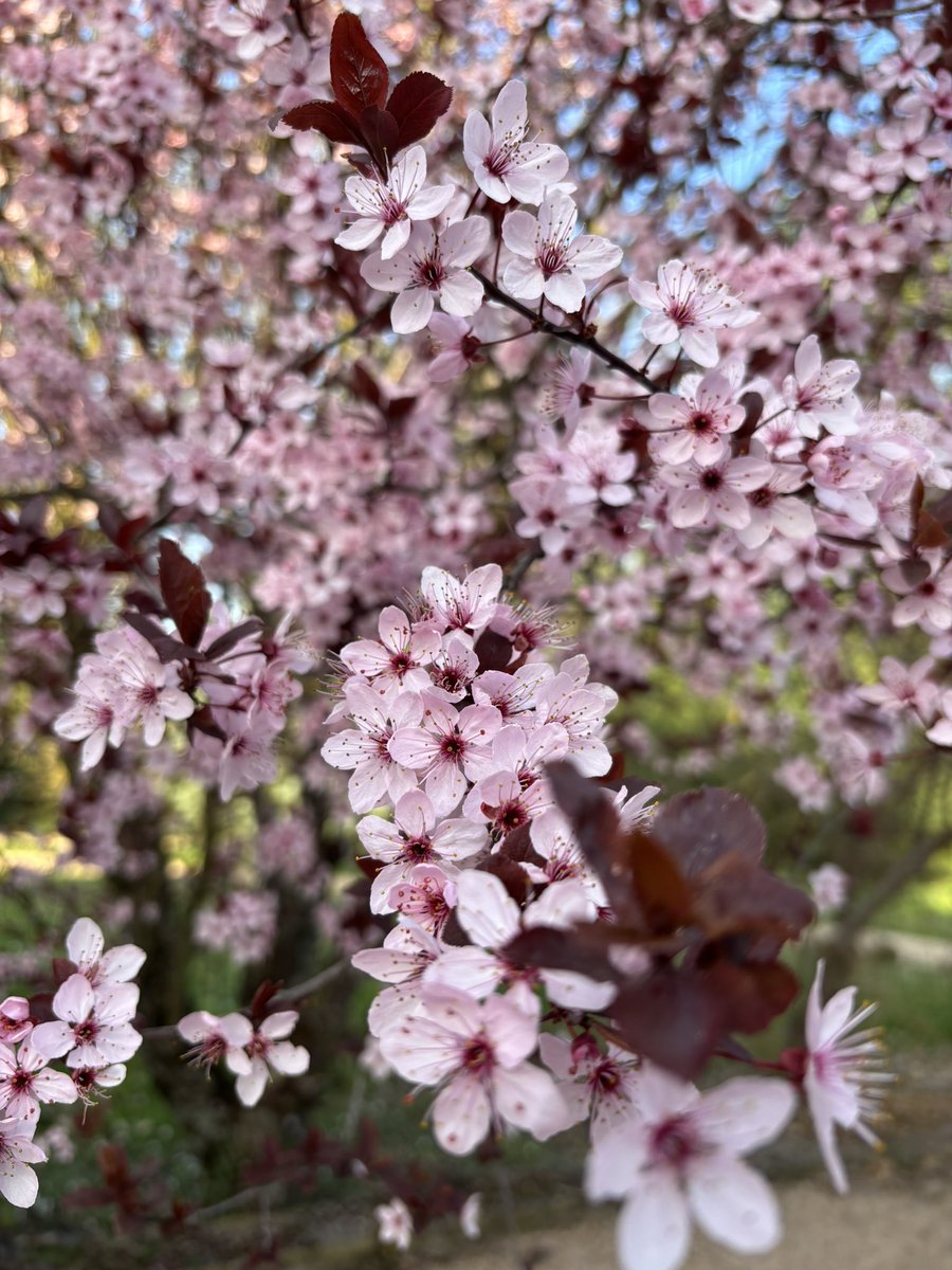 Christine Rolland tweet media