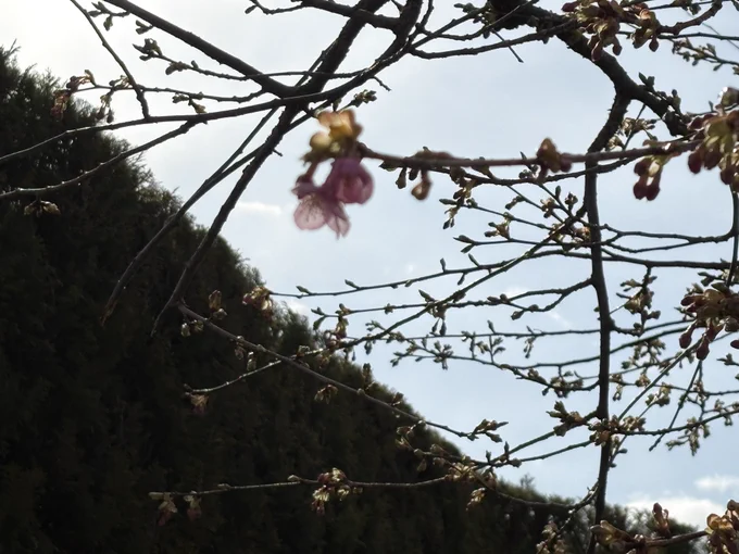 おはようございます 今週もよろしくお願いします。見てきた早咲きの桜、ついに一輪花開いてました。早いなぁ