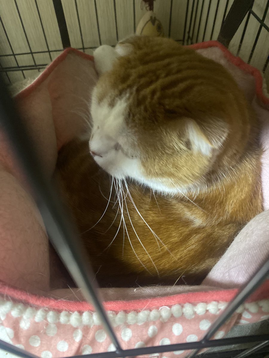 白井 翔太 tweet media