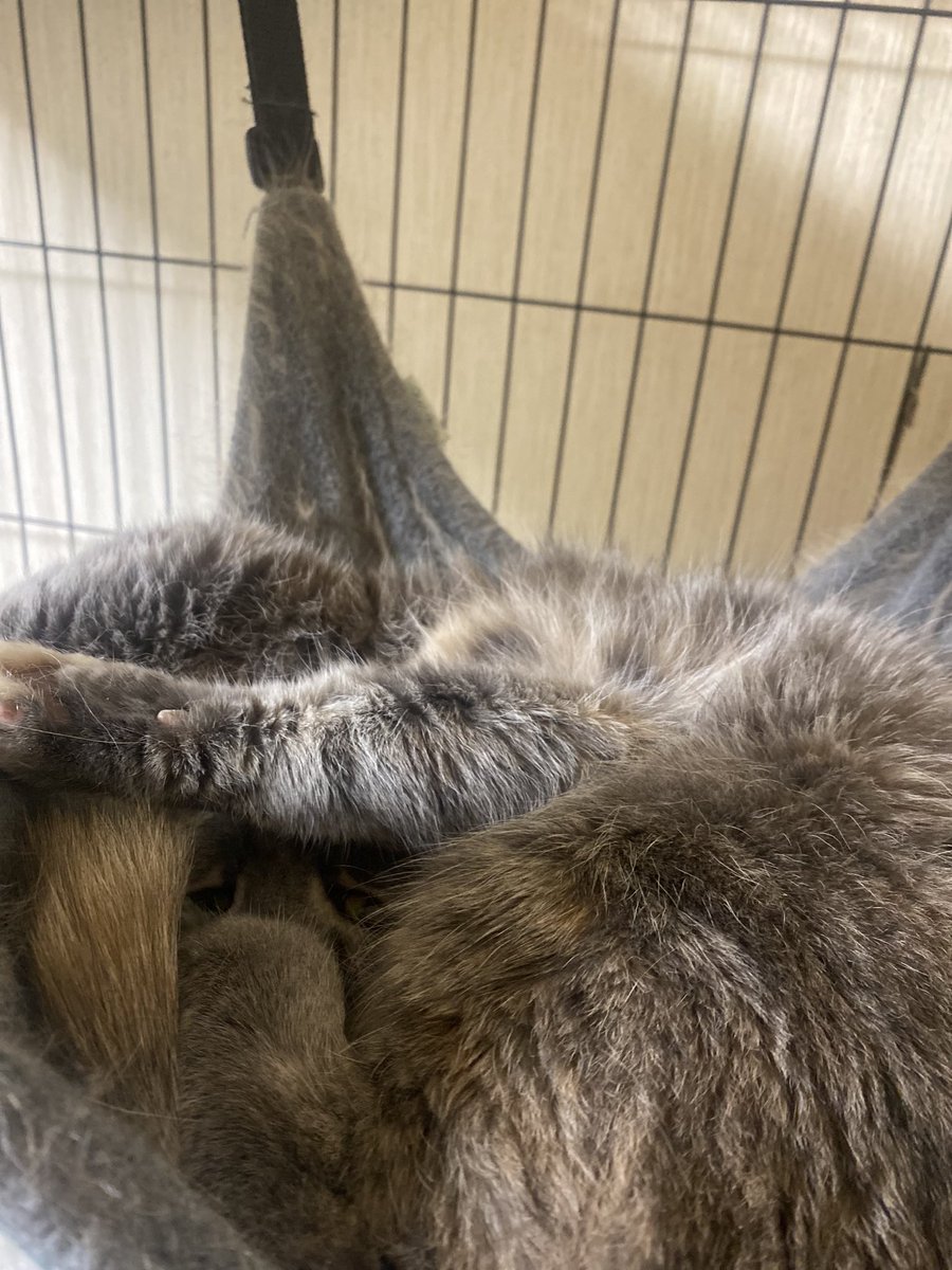 白井 翔太 tweet media