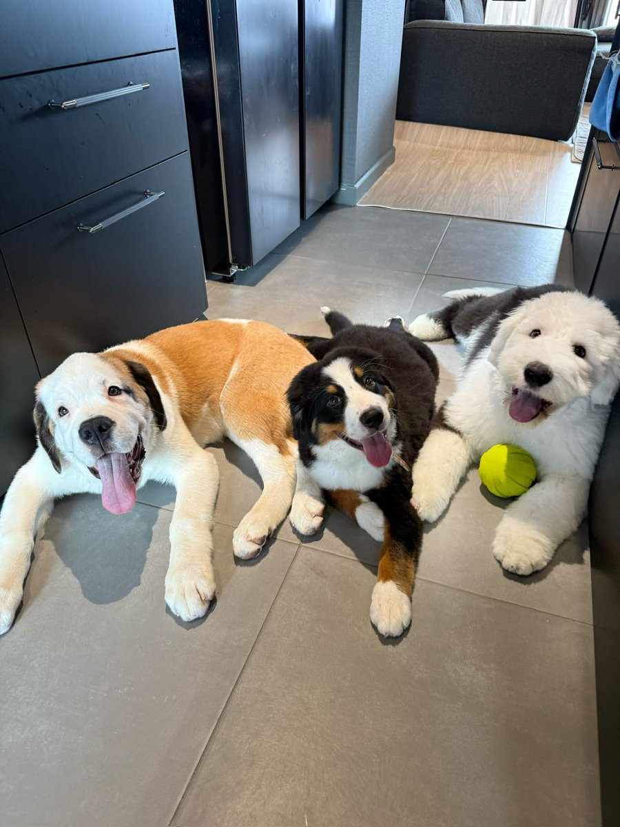 犬席屋 tweet media