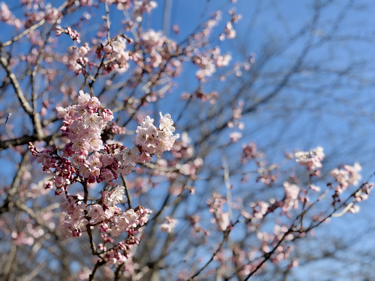 tsukayamapark's tweet photo. 玉縄桜は葉桜となりましたが、春めき（別名「足柄桜」）が見ごろを迎えています。
この後も、ソメイヨシノやジンダイアケボノ等、まだまだ桜が楽しめます。 https://t.co/PepCc88bcq