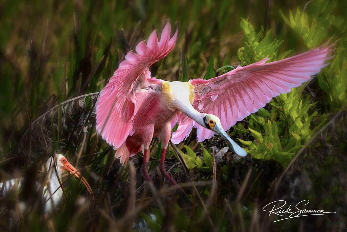 Rick Sammon tweet media