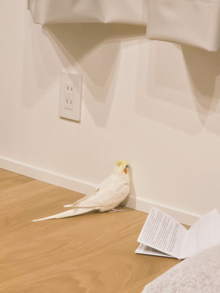 なーこ tweet media