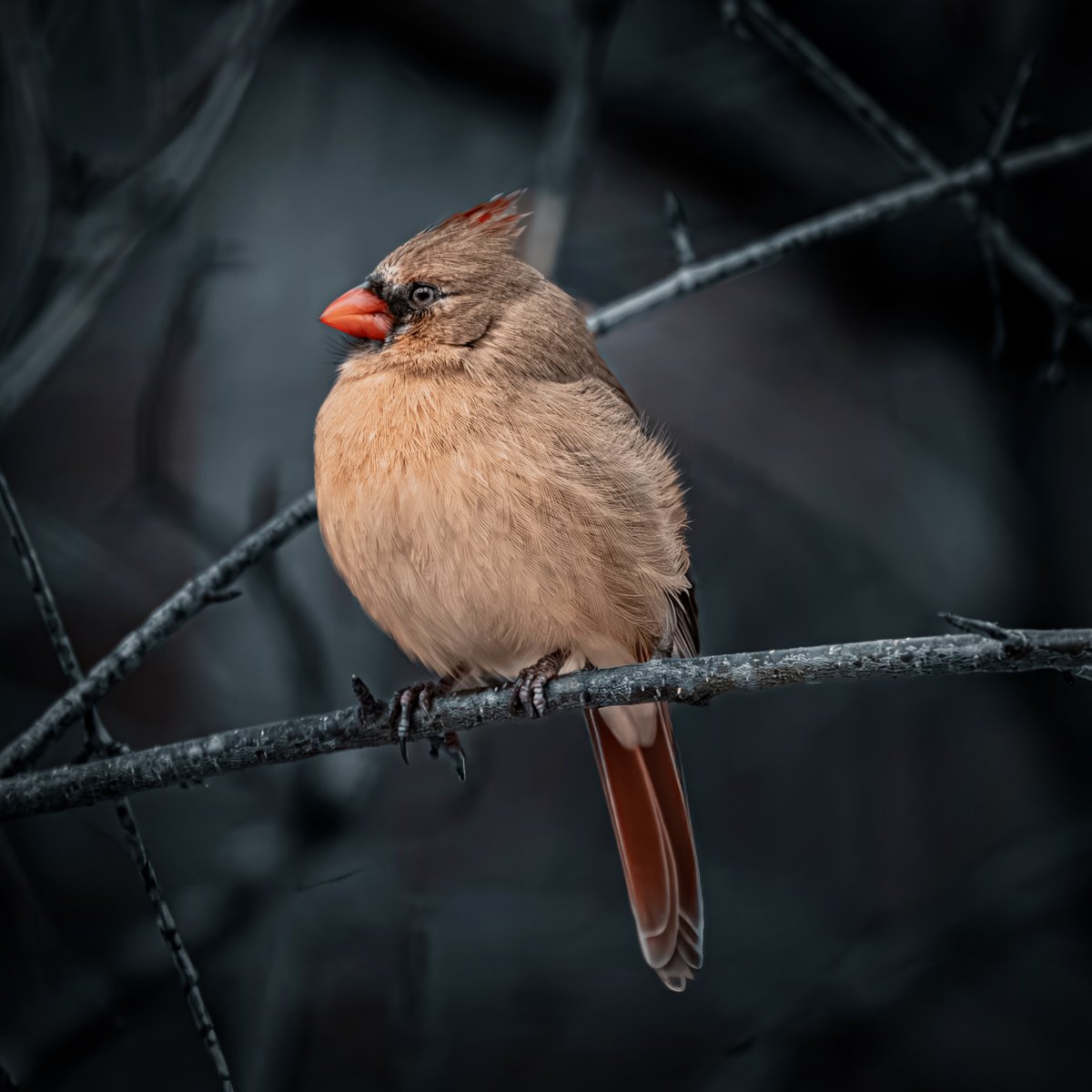 WillCoForestPreserve tweet media