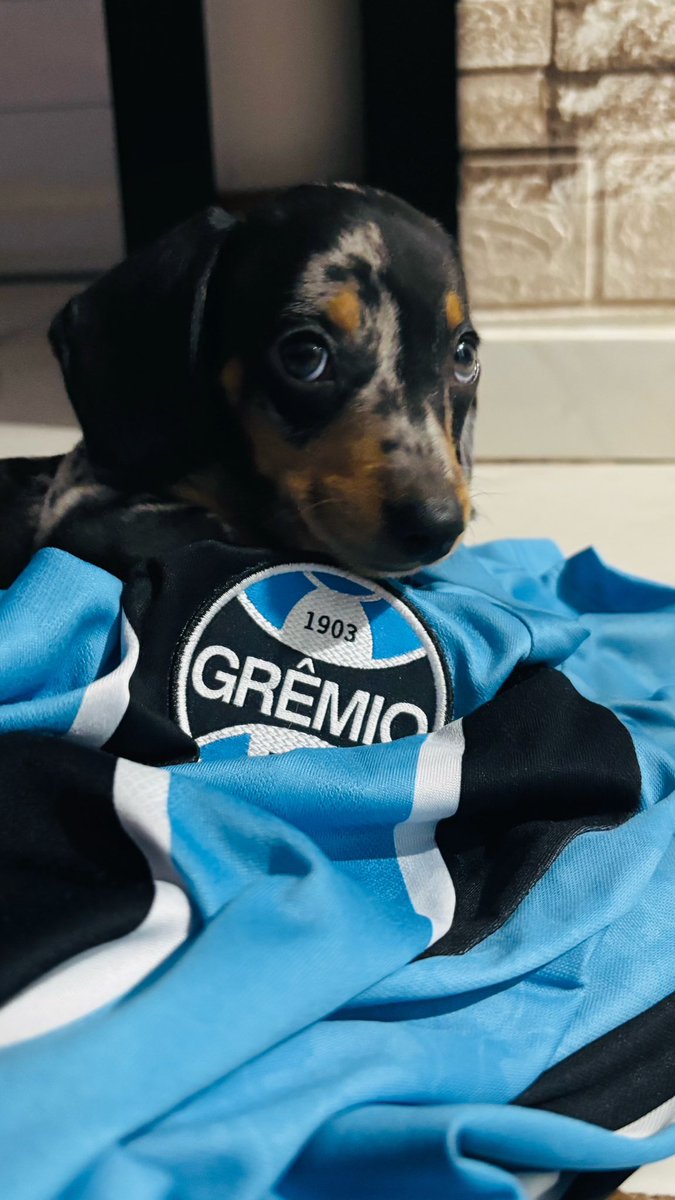 miweber_'s tweet photo. Meu salsichinha mofado é muito Grêmio! 🥹🇪🇪💙🏆 https://t.co/0rhm3kHpeY