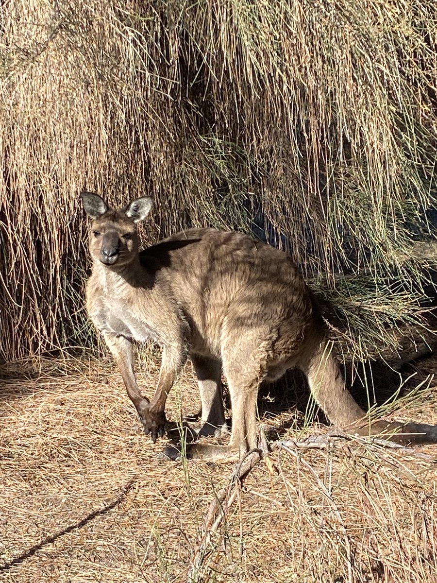 Maureen Hill tweet media