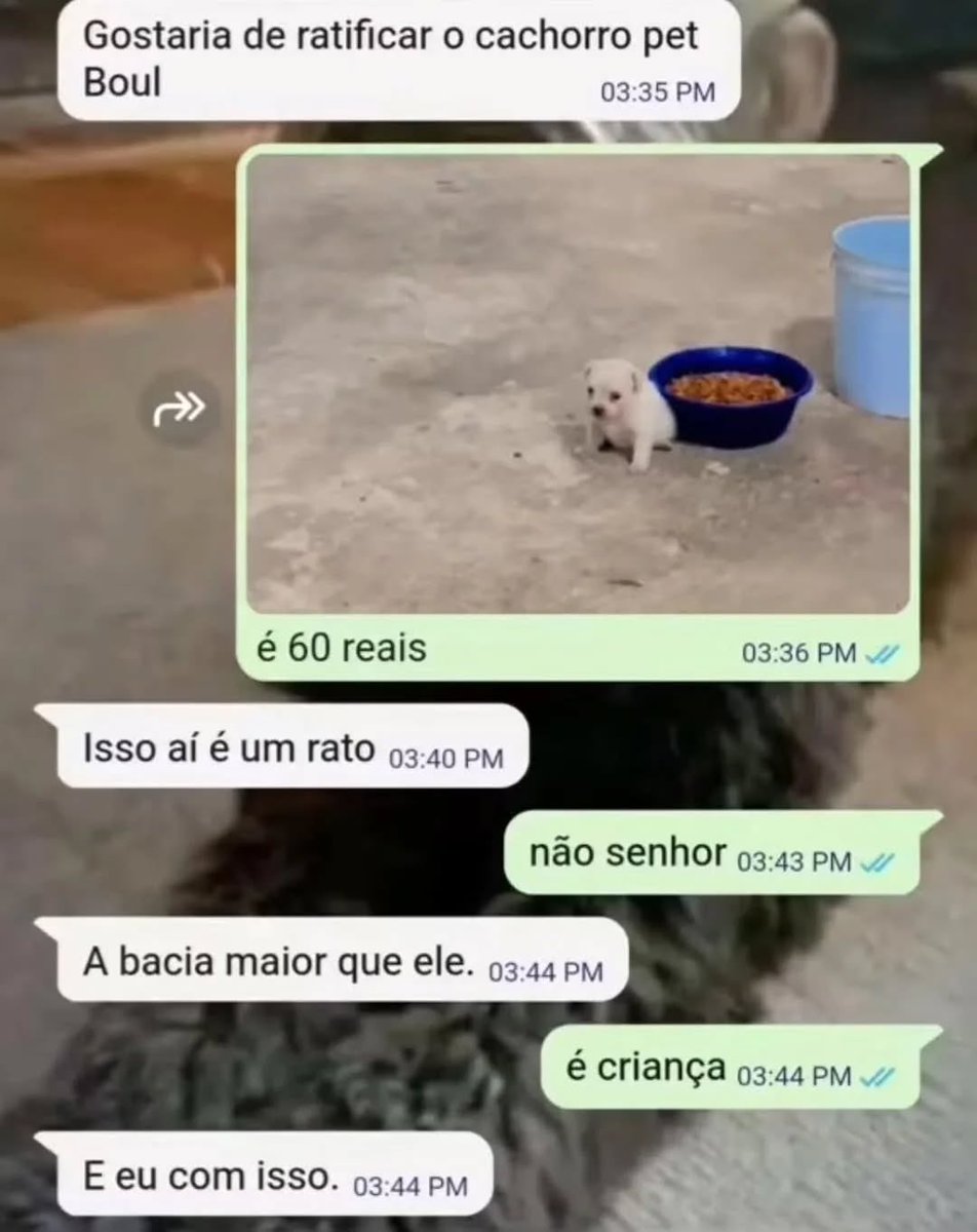 acervo doguinhos tweet media