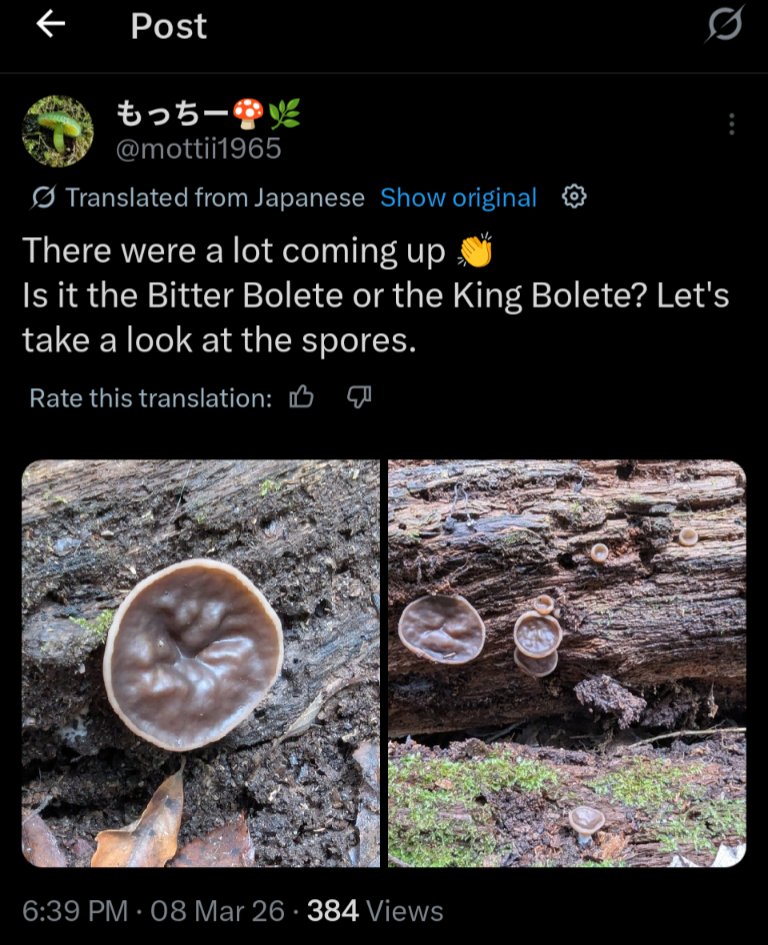 Sarafina 🌲👑 Forest Princess tweet media