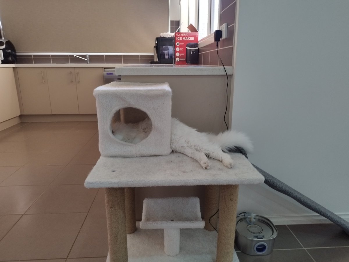 Siblings of Scruffkit tweet media