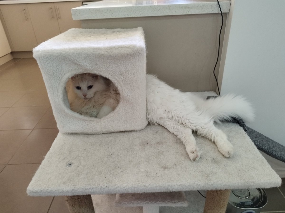 Siblings of Scruffkit tweet media