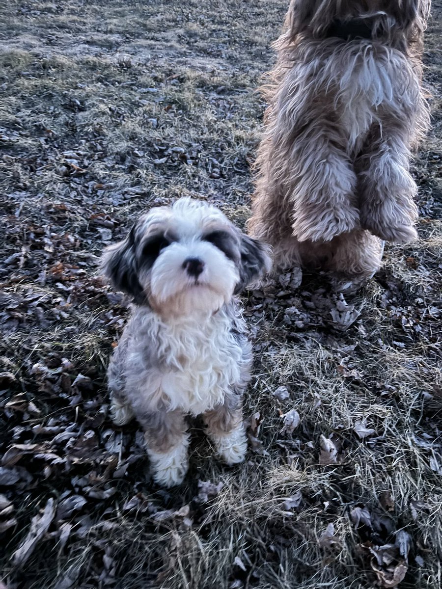 sitprettypup's tweet photo. 👩 POV: 

You explaining Daylight Saving Time to your dog
“Tomorrow we all sleep in an hour later.”

🐶 Dog’s thought:

“Breakfast is now an hour earlier.”

📸 Saoirse and Maverick https://t.co/rsvT9jgVuG