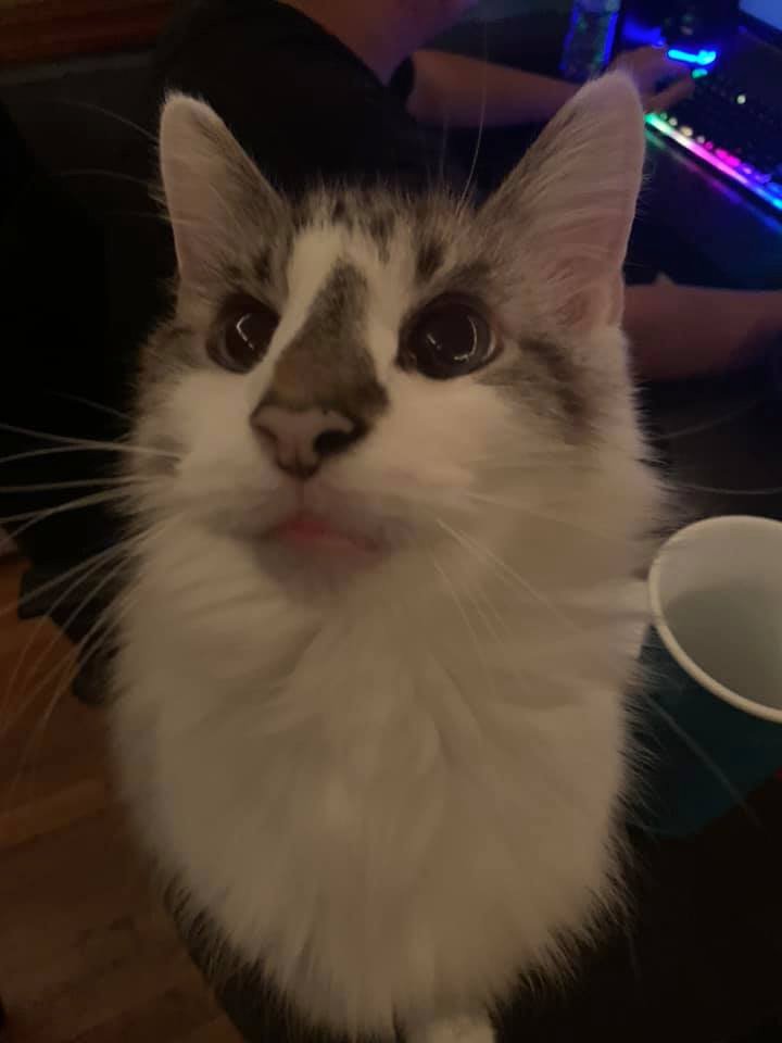 DeadBoyDae's tweet photo. You can finally rest now, Apollo. I'll cherish the lucky 20 years I got to spend with you until my last breath. Forever my sweet Prince. https://t.co/sHKTNRPVLK