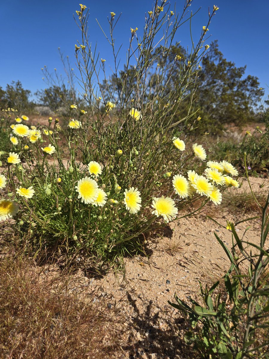 chrishert1's tweet photo. Took a quick trip to @DeathValleyNPS for the super bloom and to play in Lake Manly! I also hiked a new short trail Desolation canyon, and it was pretty awesome for a quick 4 mile out and back. Photo dump in comments! @actionxander @ovrout @hoka @AmericanLictor https://t.co/FWFv6Dj3on