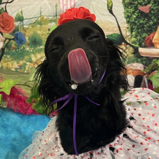 Hart 🦊👾 tweet media