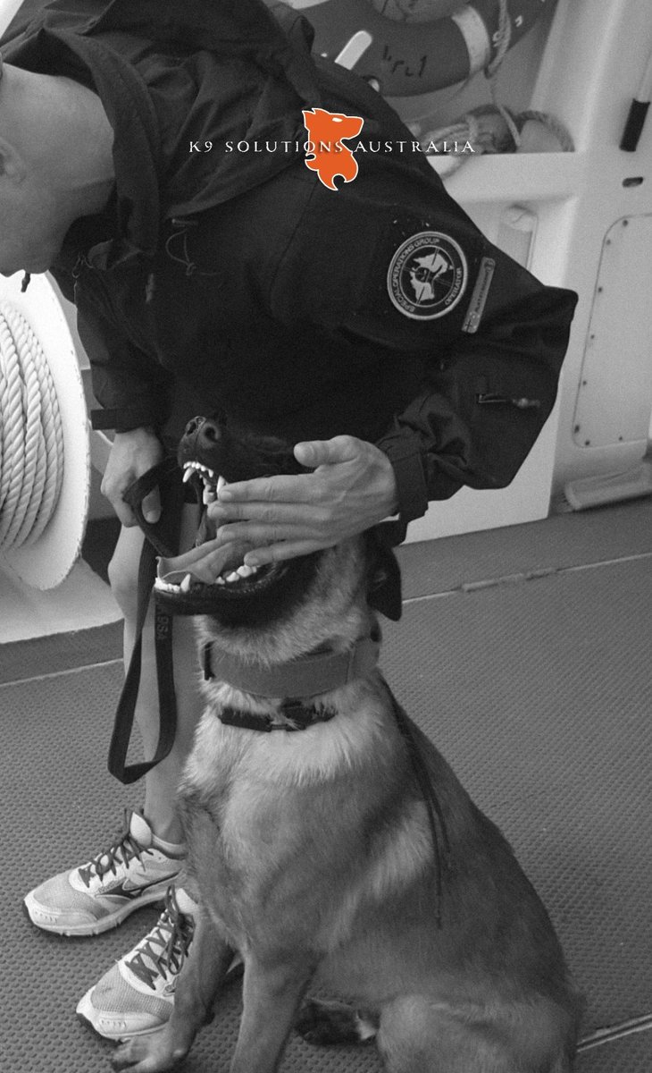AustralK9's tweet photo. MEMORY MONDAY - (approx. 2017)

Tactical Working Dog in the making!

K9SA DREDD completing famil training with his brand new handler/ operator. 

#workingdogsindevelopment #MWD #PD #K9SolutionsAustralia🇦🇺 https://t.co/3YE8mkN8j0