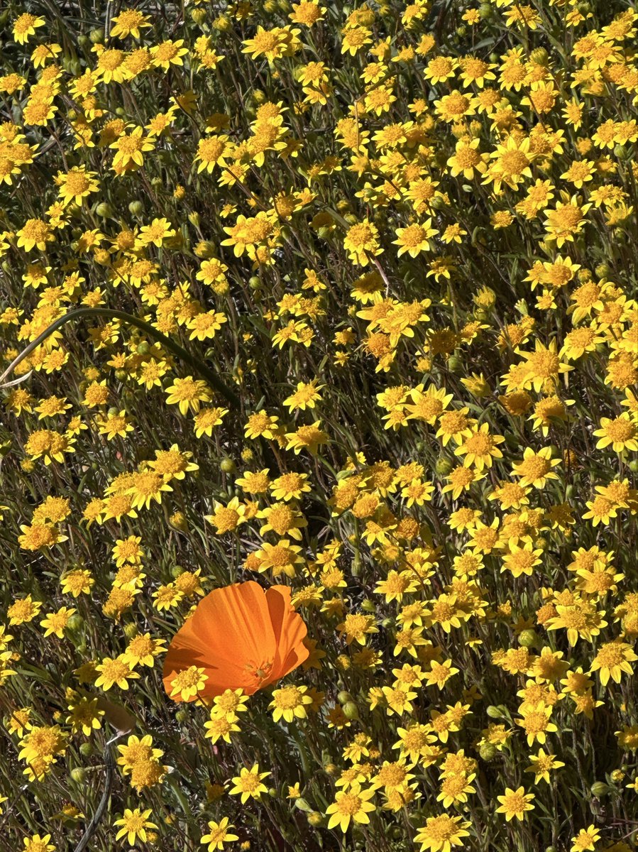 tomtabi123's tweet photo. ポピーで有名なアンテロープバレーに。ポピーはもちろんほかの花々も綺麗だった🌼 https://t.co/yBdvfqedVE