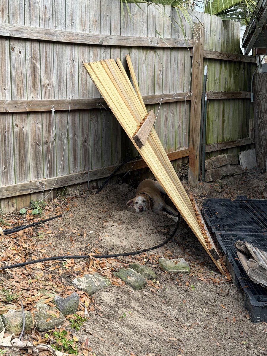 Penelope “Brownie” and Mr Sprinkles Turd tweet media