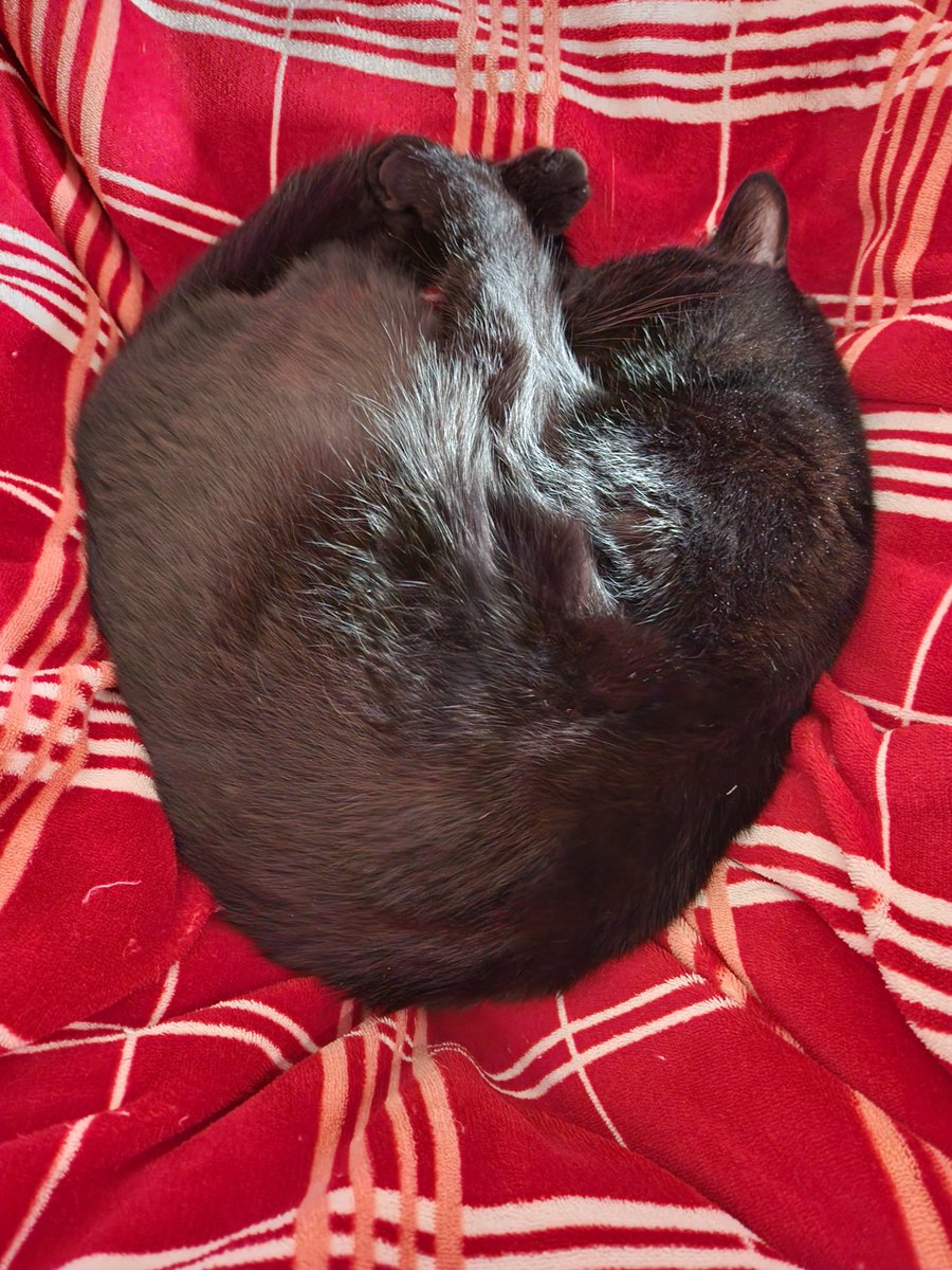 Kat 🐈‍⬛ tweet media