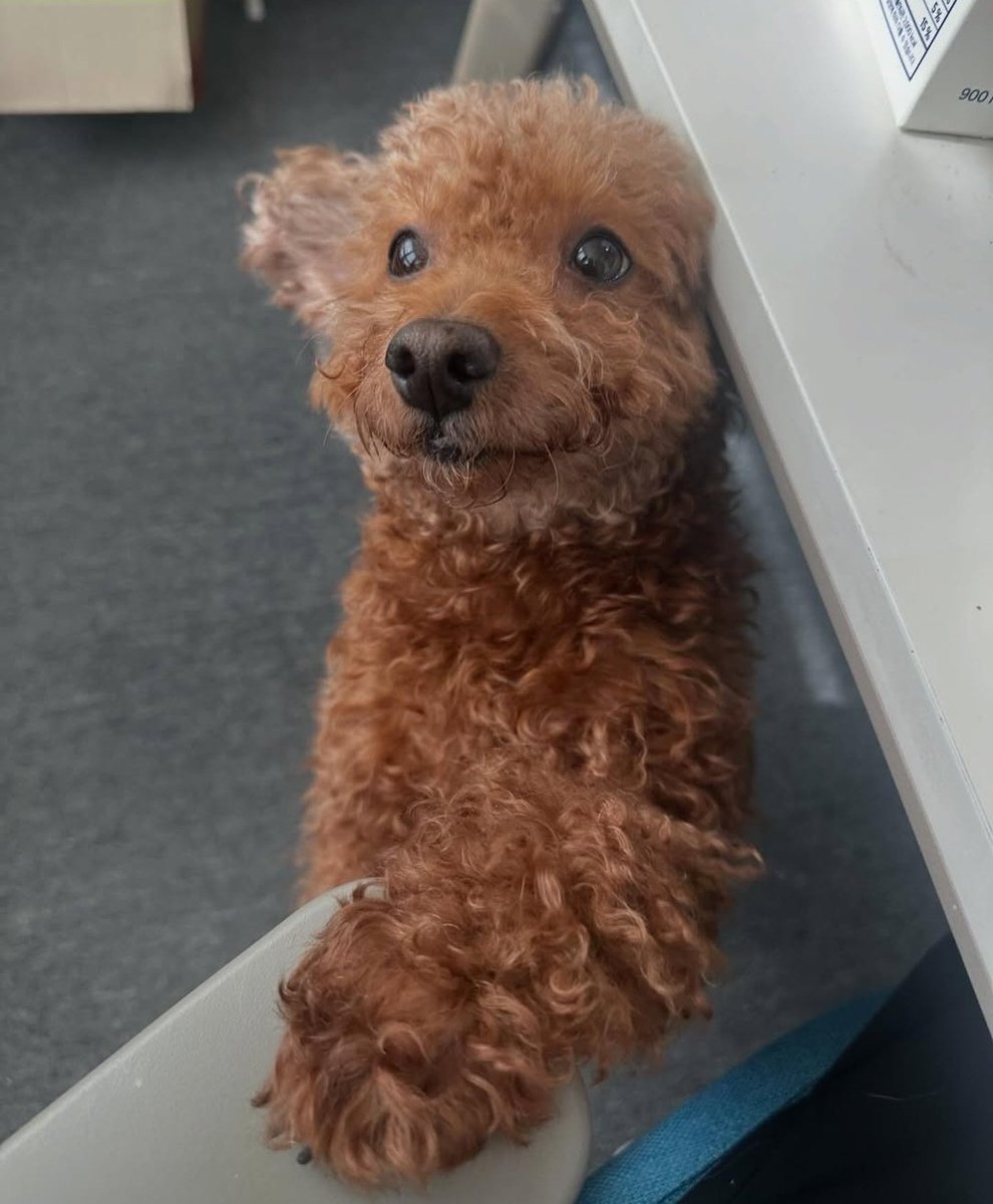 엉니 나랑 놀아
#가족찾는자두