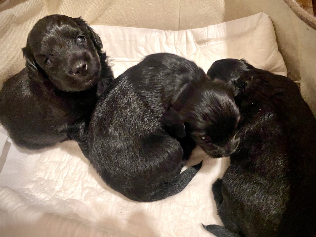 Estas tres cachorritas hermosas están en adopción a partir de fines de marzo o principios de abril. Se agradece la difusión.
