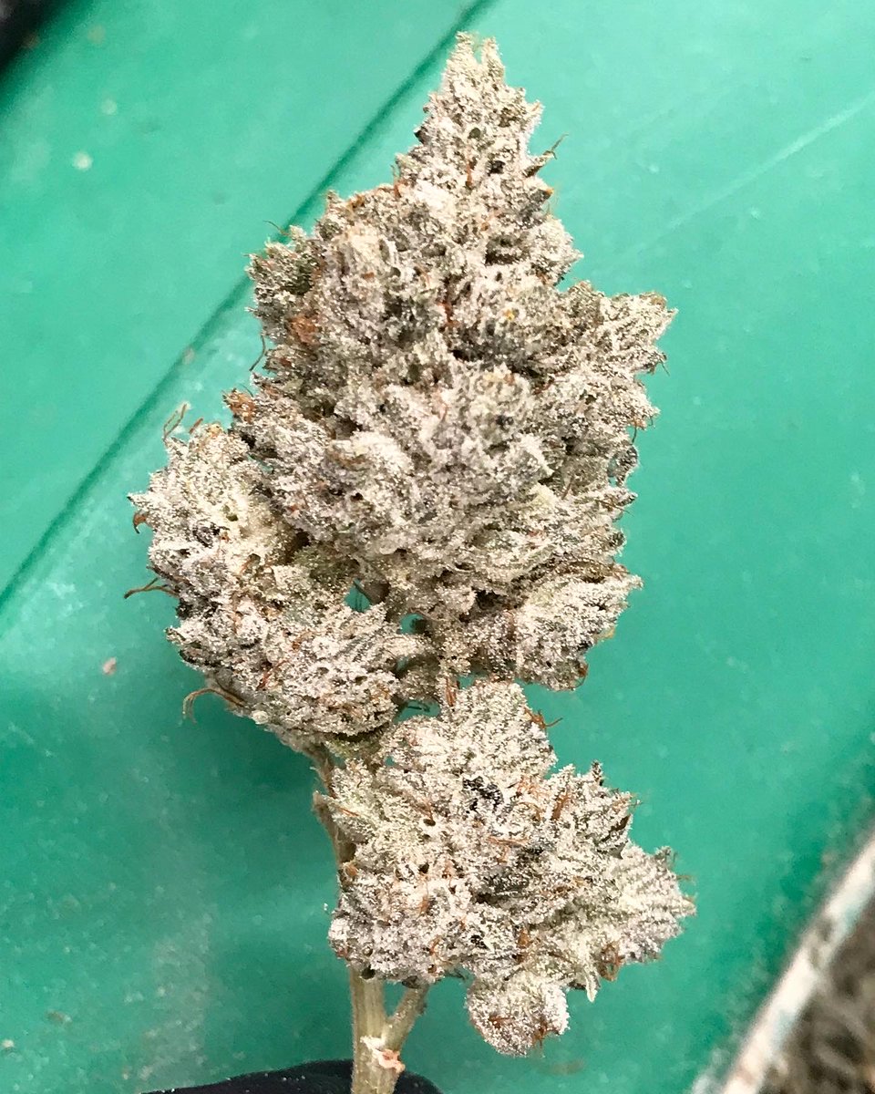 GASPACK GARDENS tweet media