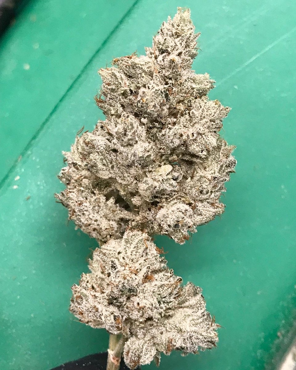 GASPACK GARDENS tweet media