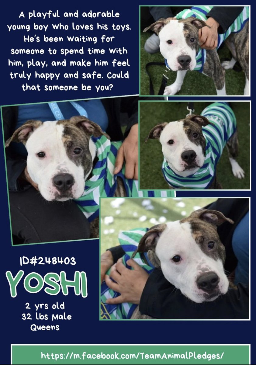 #NewDogontheBlock in Queens NYCACC
Meet 🦖YOSHI🦕 
2yr old, playful little boy ~ could he be any cuter?
This guy will be someone's happy day, someone will take him home and it won't be by chance. True Love🤍
Is it you?  head over to meet him NOW
nycacc.app/browse/248403