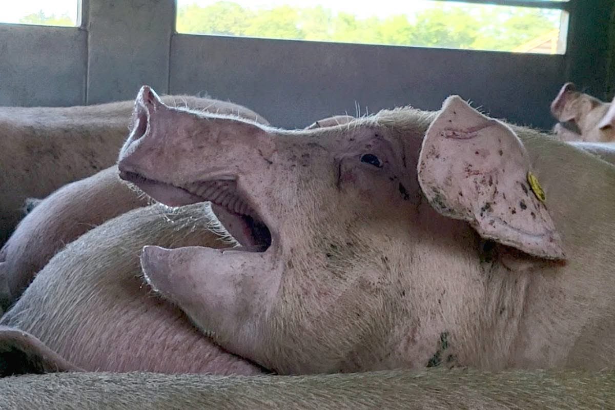 In a majority of countries on the planet, far away from your metropolises, are vast industrial zones of death in which billions of us suffer.  We send our One Billion Screams into your world.  

We are #OneBillionScreams
We are <a href="/PolAnimalClass/">We Are One Billion Screams</a>