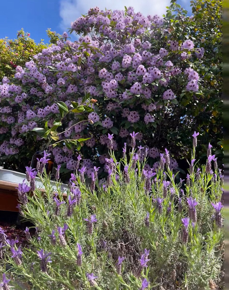 ValemoniP's tweet photo. Some beauties need no words—just bloom side by side.#LifeJournal #RomanticLivingGuide #PurpleTones https://t.co/Shue98cOj5