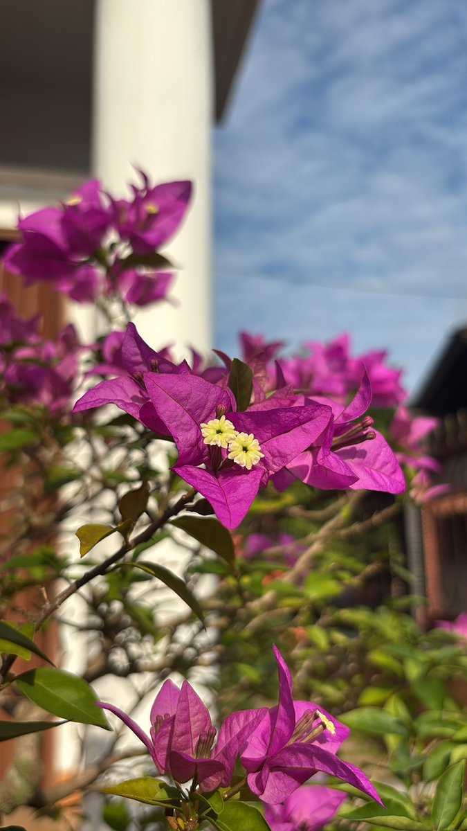 aurumyea tweet media