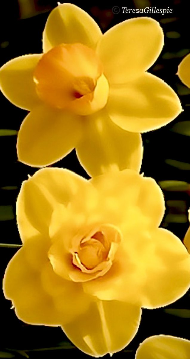 ☘️celtic princess🧚🏻‍♀️ tweet media