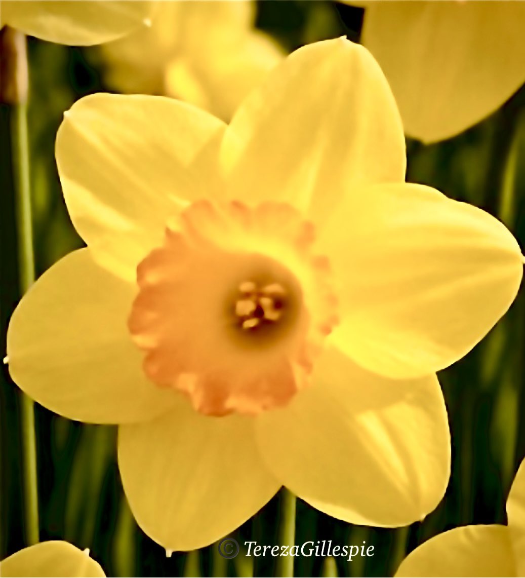 ☘️celtic princess🧚🏻‍♀️ tweet media