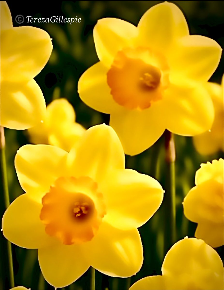 ☘️celtic princess🧚🏻‍♀️ tweet media