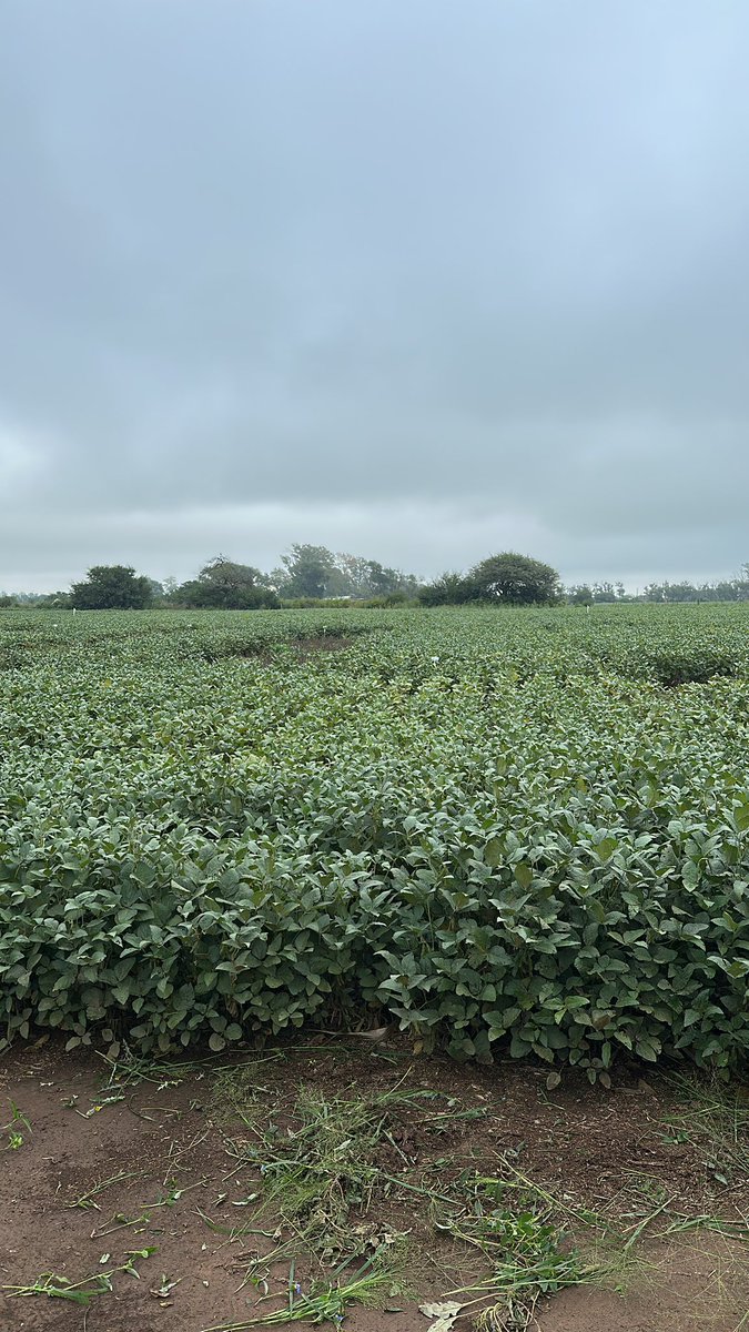 Santi Abba tweet media