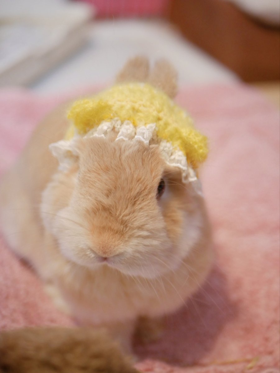 みつばちソッカ🐝おは！