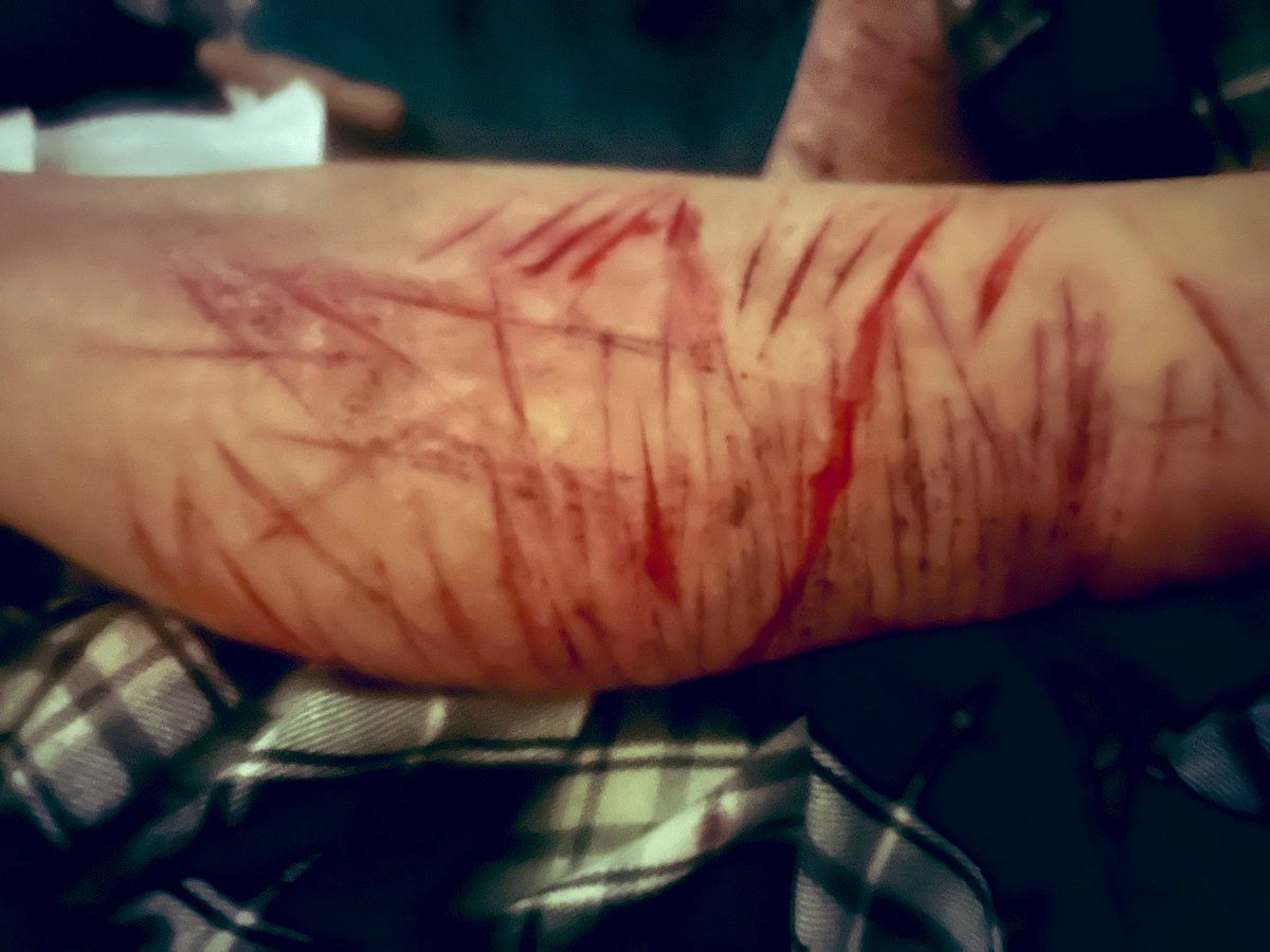 monkey bear tweet media