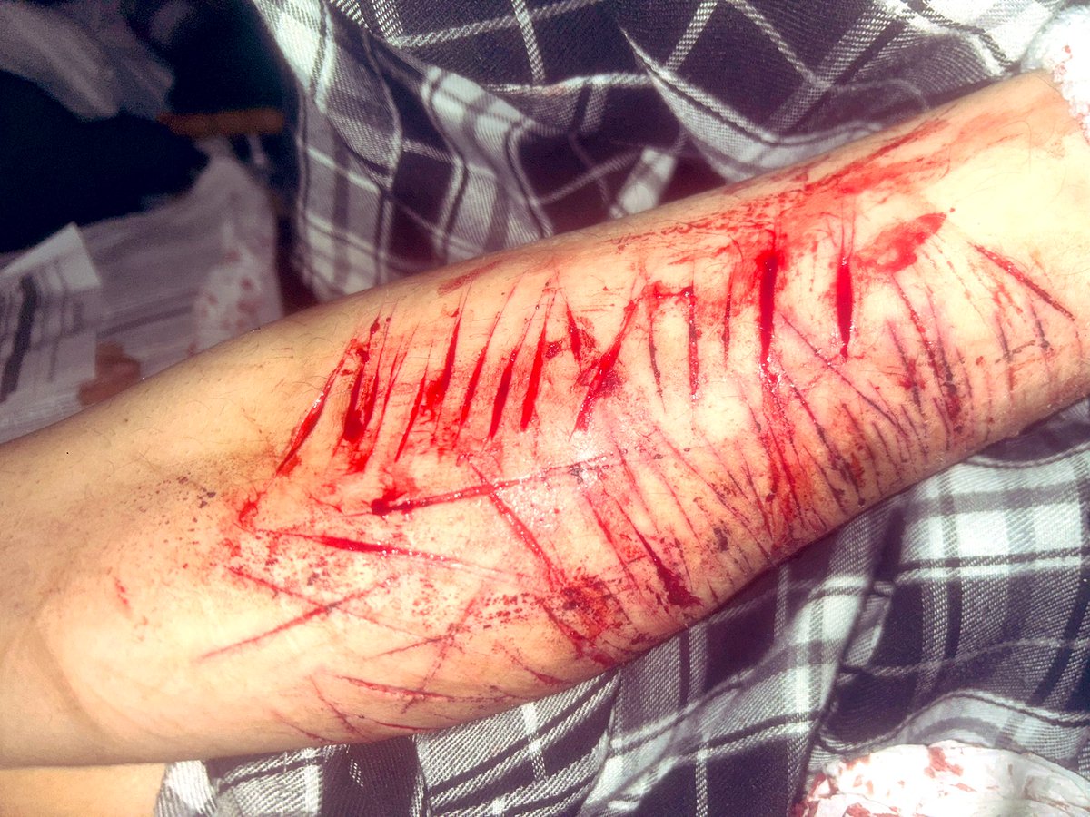 monkey bear tweet media