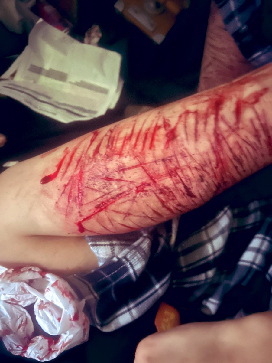 monkey bear tweet media