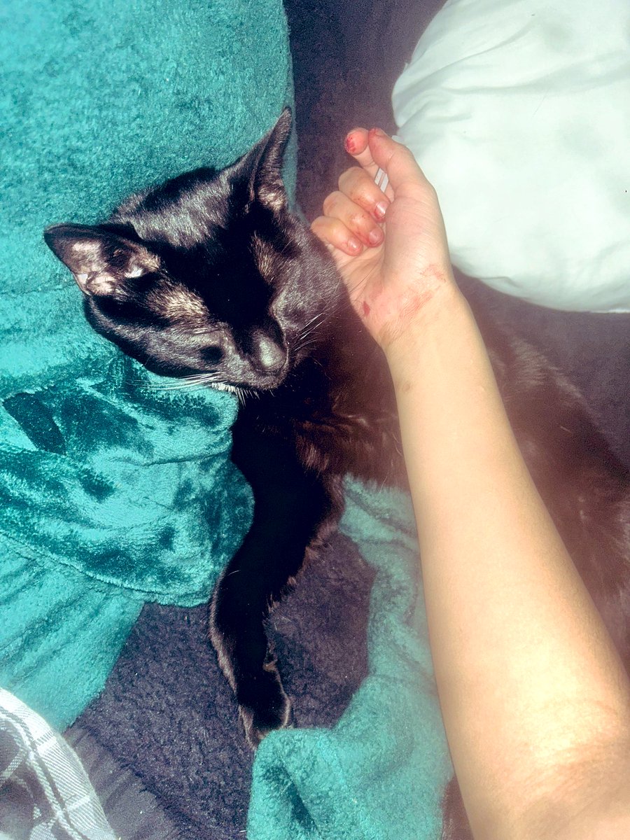 monkey bear tweet media