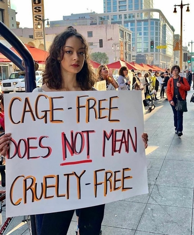 Vegan Future tweet media