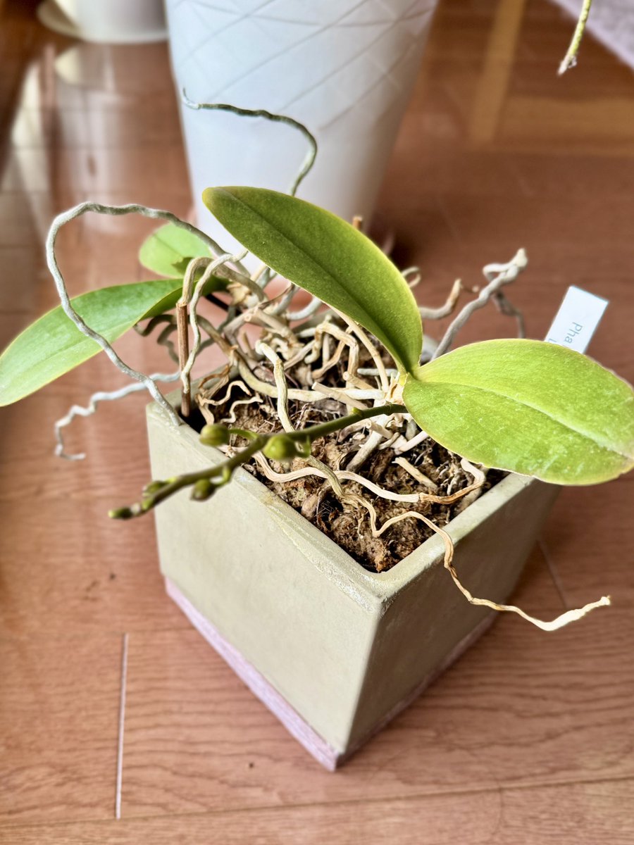 アンナちゃん&amp;スタッフさん&amp;リスナーのみなさんおはようございます😃☀️

「ちいさなサンキュー」

我が家の植物たち🪴
雪が降ろうとも季節外れの暖かい冬でもその花で季節の歩みを毎年教えてくれる
本当にサンキュー😌

今年もいよいよ春
花屋大忙し😅

今週もmiracleサンキュー
 #アンナミラクル