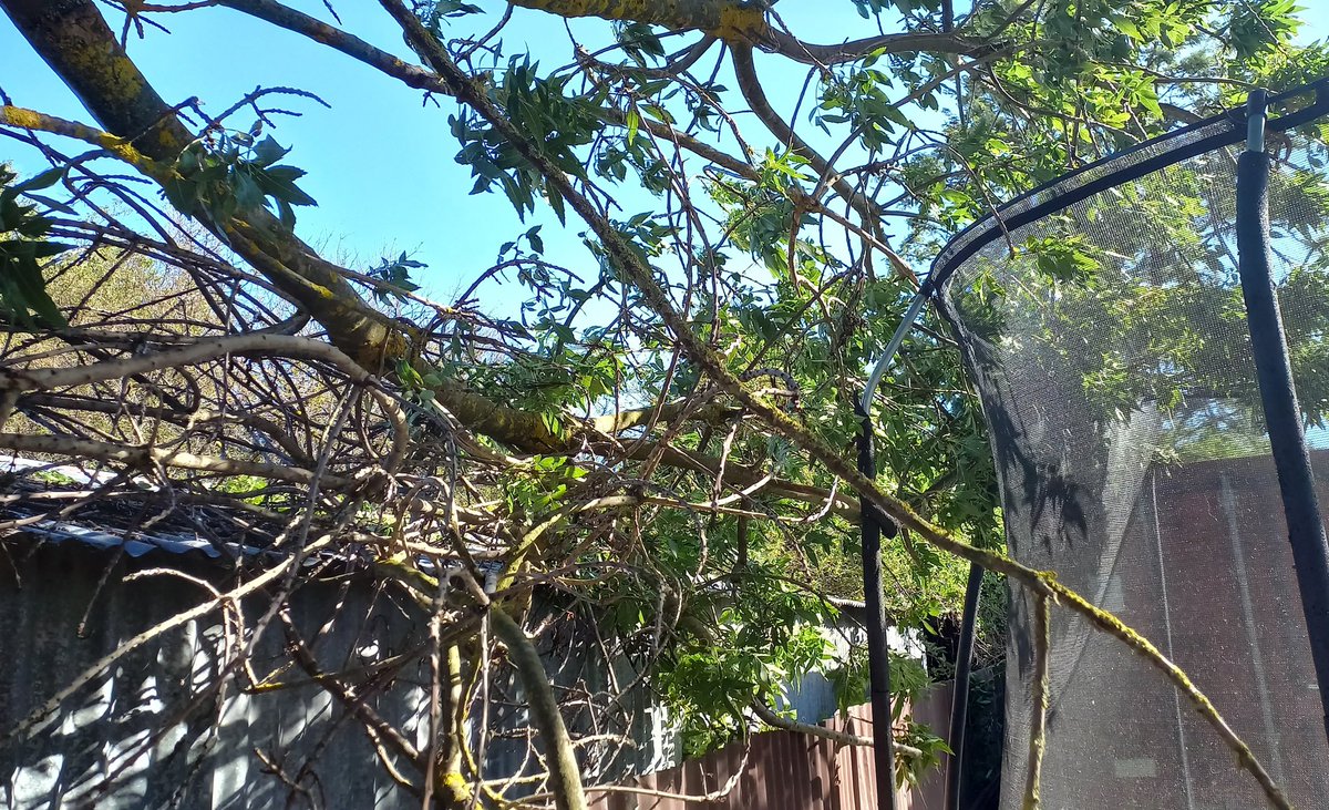 Pat Jacobson is querying tweet media