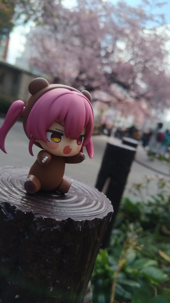 vi_ciel's tweet photo. いいな　クマリンちゃん! 
お花見の準備をせよ!

ねんどろいどクマリンは本当に凄く可愛いいよ!　でも一番可愛いいのはマリンだな🏴‍☠️
#マリン船長見てください https://t.co/YbsJ60rPNI