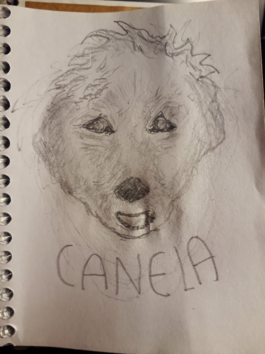 Lord_Colossi's tweet photo. Por siempre CANELA
Te amamos Angelita del Cielo!!!

#dogs 
#caniche 
#perros 
#cielo 
#JesusIsLord https://t.co/SVrYSAZhAA