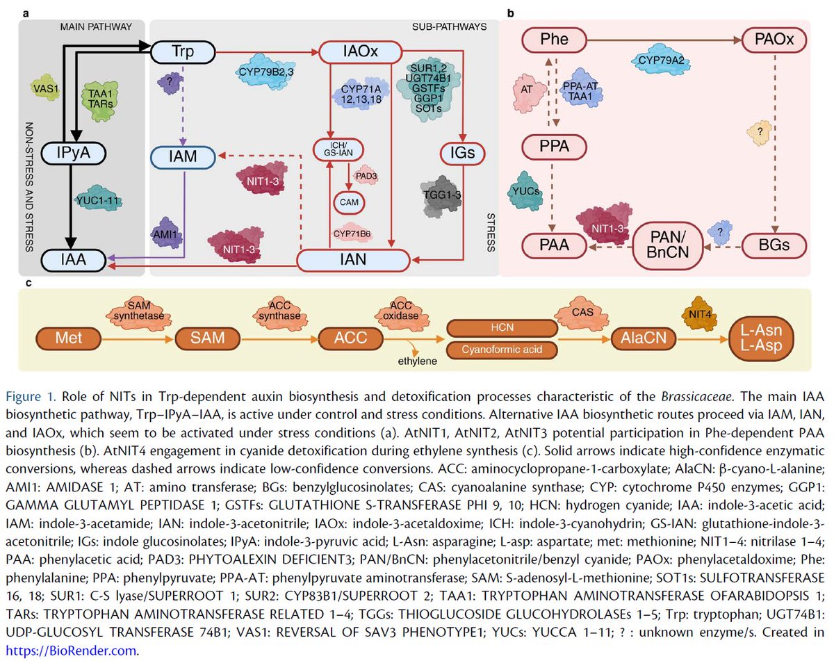 PCP_EIC's tweet photo. 📙From PCP latest issue: Review💐
✨Open Access!
"The role of #nitrilases in #auxin biosynthesis, plant development and stress responses"
Barbara Wójcikowska
https://t.co/DEnkGSXjY9
#PlantDevelopment #StressResponse #Plantsci https://t.co/foVXgiO0jh