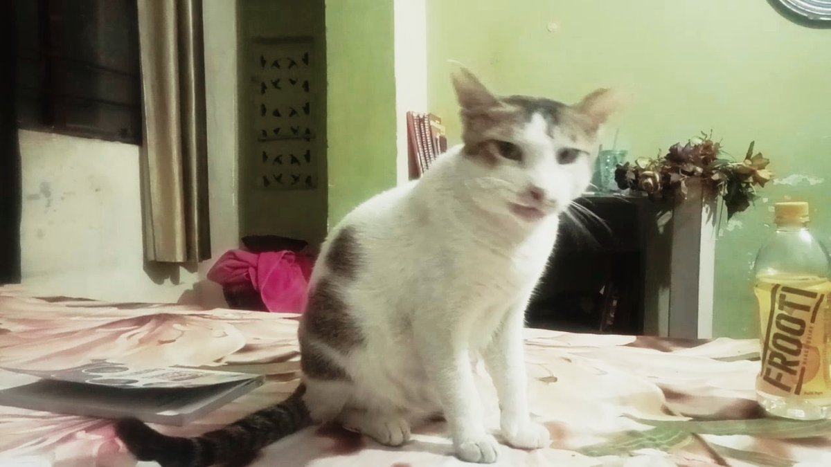 catsbeingcrazy's tweet photo. 😼                                               😻

#cats #T20WorldCup2026final #Iran #HappySUGADAY #CatsOfTwitter #CatsOnX #InternationalWomensDay #suga #cattitude #FYOPplus #fypシ #catsbeingcrazy https://t.co/Jer6lJTtqZ