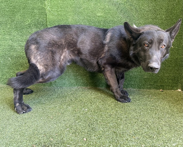 #A5760715
Male, black German Shepherd Dog mix
Age is unknown.
PetHarbor.com/pet.asp?uaid=L…