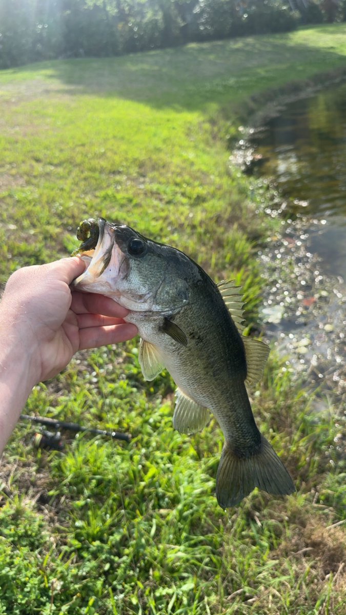 thompson_j51880's tweet photo. First large mouth in Florida 😎😎 https://t.co/vxerMzkEJz