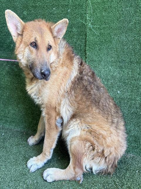 LancasterAnimalShelt tweet media